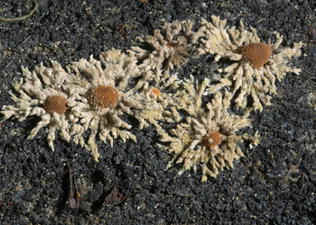 Rötliche Kohlenbeere  (Hypoxylon fragiforme) - © Heinz Prelicz